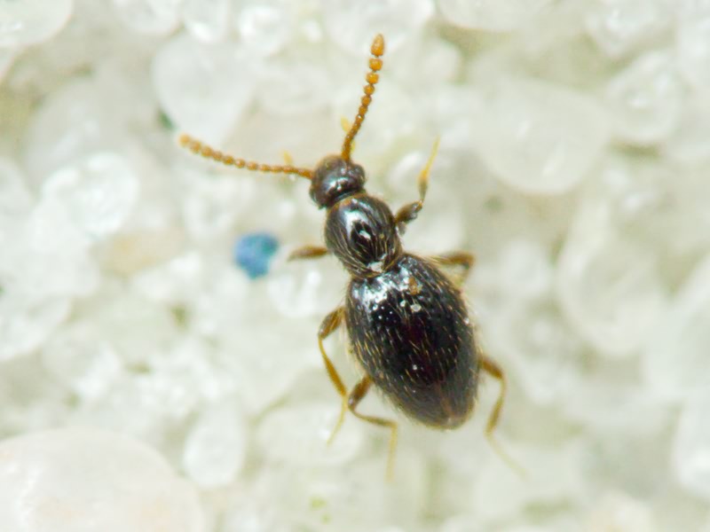 Scydmaenidae Leach, 1815